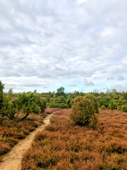 Fototapeta premium Scenic view of juniper heath near Ellendorf, Germany