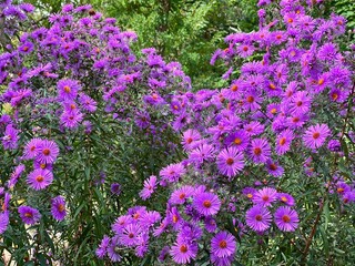 Obraz premium Purple aster flowers new England in the garden.