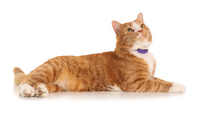 Cute ginger cat lying on white background