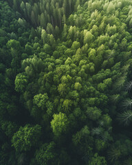 Naklejka na ściany i meble A drone shot capturing the vast expanse of a forest, highlighting its ecological importance