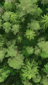 Top down vertical mixed forest woodland aerial. Drone flies over treetops conifers, cloudy day in natural park. Green moss, grass and plants. Colorful texture in nature. Natural background in motion	
