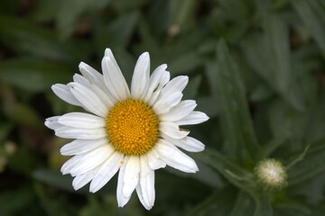 Obraz premium Flor Sol