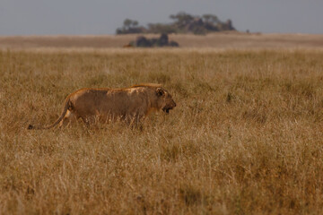Lions on Safari