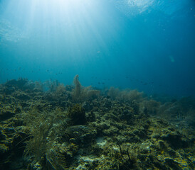 Fototapeta na wymiar Coral Reefs