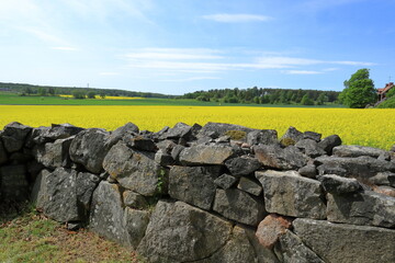 Rock stone wall next to canola or rape seed field. Stockholm, Sweden.