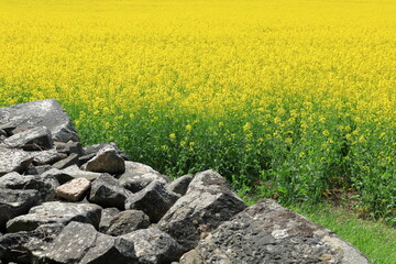 Rock stone wall next to canola or rape seed field. Stockholm, Sweden.