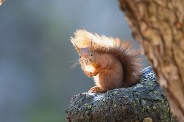 Naklejka na ściany i meble red squirrel on tree in winter, no leaves, backlight