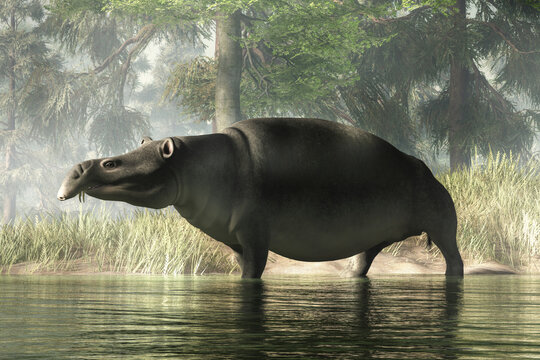 Moeritherium was a semi-aquatic eocene era prehistoric mammal. A type of proboscidean, it was related to elephants and sea cows. 3D Rendering