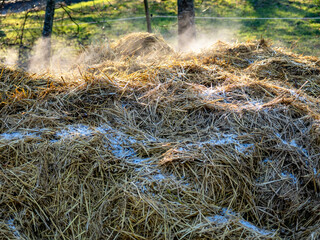 Rauchender Pferdemist im Winter