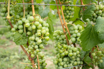 several bunches of green grapes on the vineyard