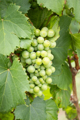 bunch of green grapes on the vineyard