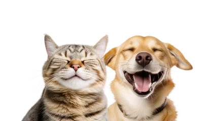 Foto op Plexiglas Close-up Funny Happy Smiling Cat and Dog with Closed Eyes Portrait. Isolated on White and PNG Transparent Background. © fotoyou