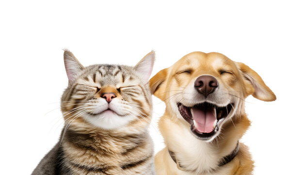 Close-up Funny Happy Smiling Cat and Dog with Closed Eyes Portrait. Isolated on White and PNG Transparent Background.