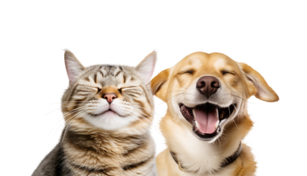 Close-up Funny Happy Smiling Cat and Dog with Closed Eyes Portrait. Isolated on White and PNG Transparent Background.