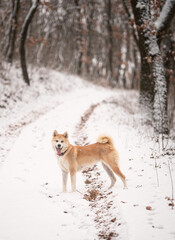 Nice akita dog in the snow