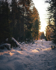 Pathway in the forest in winter