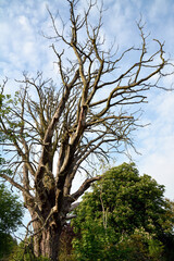 A large dry tree without leaves in the forest towers over others against the background of the blue sky