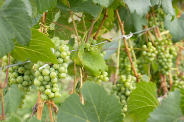 several bunches of green grapes on the vineyard