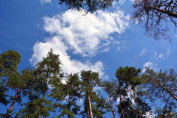 Bottom view of tall pine trees against a bright blue sky with white clouds
