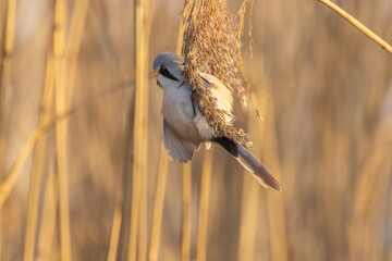 A bearded reedling enjoying a meal of reed seeds during a cold winter day