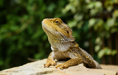 bearded dragon lizard