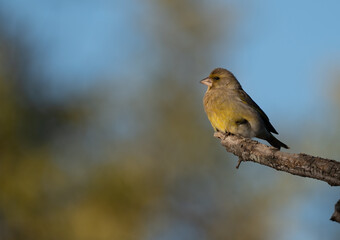European Greenfinch on the branch	