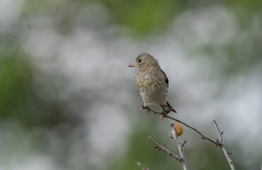 young european goldfinch on the branch	