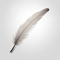  Feather isolated on gray  background.