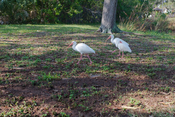 Two white ibis with curved yellow orange beak in grass on a sunny day in Florida. Facing right low to the ground view. Tree stum and green bushes in the background.