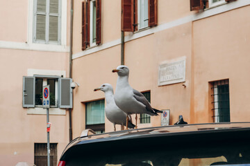 Seagulls on the street in Rome