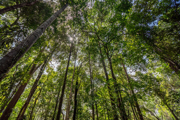 Bottom view of tree trunk to green leaves of big tree in tropical forest with sunlight, Fresh environment in Forest, Forest tree with small leaves on sunny day.