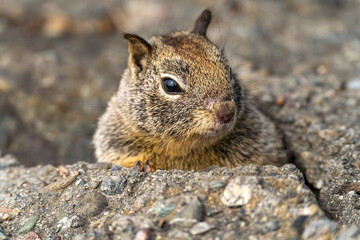 Naklejka na ściany i meble Close-up of California ground squirrel (Spermophilus beecheyi) Wildlife photography. 