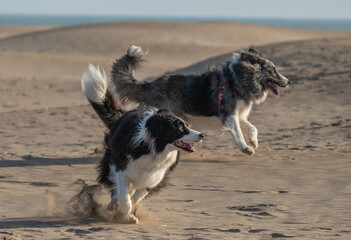 border collies on the wild beach	