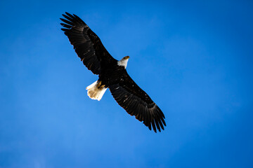 Eagle Flying or Soaring Freedom - Veterans Day, Memorial Day, Independence National Bird of the United States of America, One Nation Under God, Patriotic, Social Media Post/Ad, Patriotic Publication