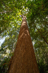 Fototapeta premium Bottom view of tree trunk to green leaves of big tree in tropical forest with sunlight, Fresh environment in Forest, Forest tree with small leaves on sunny day.