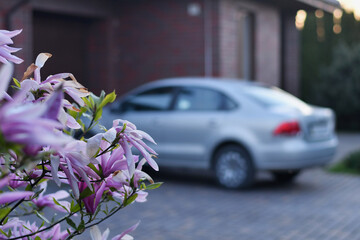 Selective focus of bloomimg magnolia flowers with blurred backjgrpund of a car parked near the garage door. Low DOF
