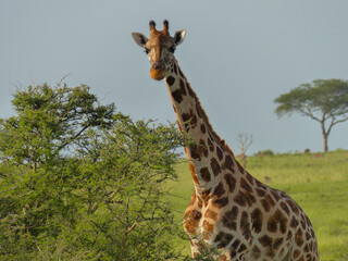 giraffe in the wild