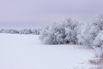 Idyllic landscape with trees covered with hoarfrost in the white field.