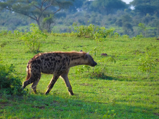 Naklejka na ściany i meble Hyena walking across the savannah