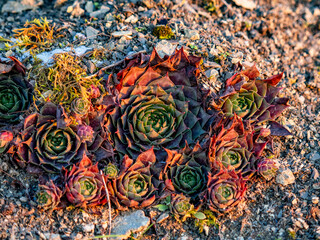 Hauswirten in der Abendsonne