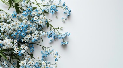 Forget-me-nots on white background. Minimalistic design. Copy space