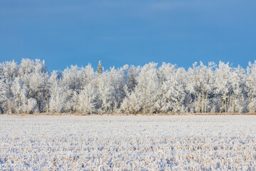 Row of trees with hoarfrost along the snowy field and blue sky.