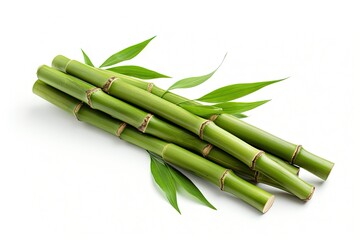 Fototapeta premium Bamboo standing alone on white backdrop