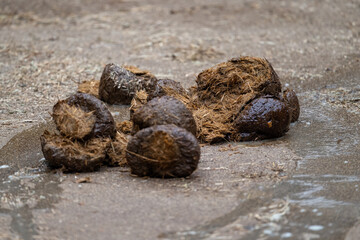 Indian elephant feces on concrete floor.
