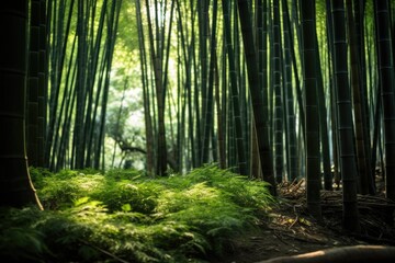 Fototapeta na wymiar Bamboo woods
