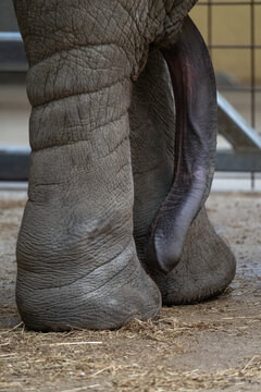 Indian elephant - detail of penis and leg.