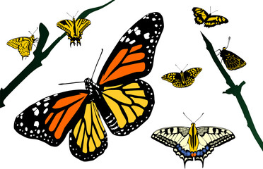 mariposa, monarca, mariposa monarca, color