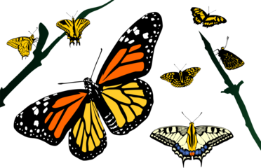 mariposa, monarca, mariposa monarca, color