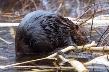 Beaver with a branch