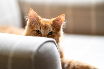 Cute ginger tabby kitten looking from behind an obstacle